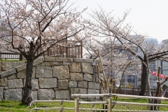 花隈公園の桜